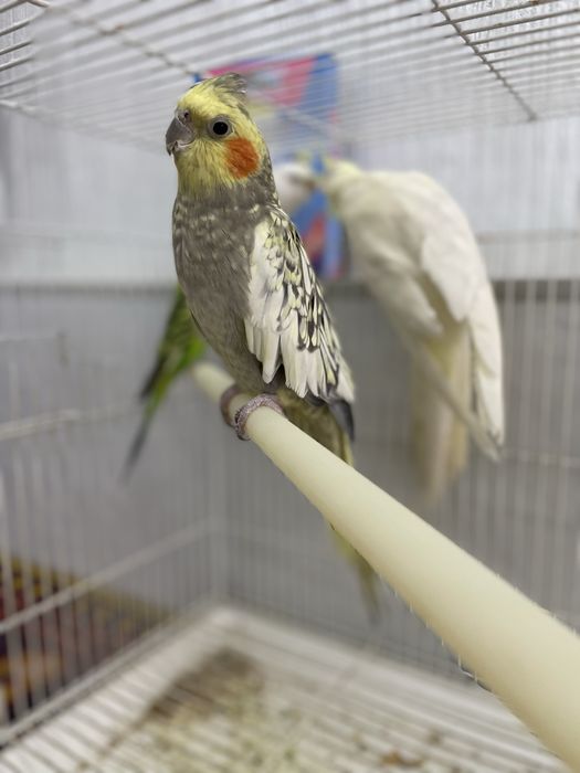 Продаю попугаев корелла