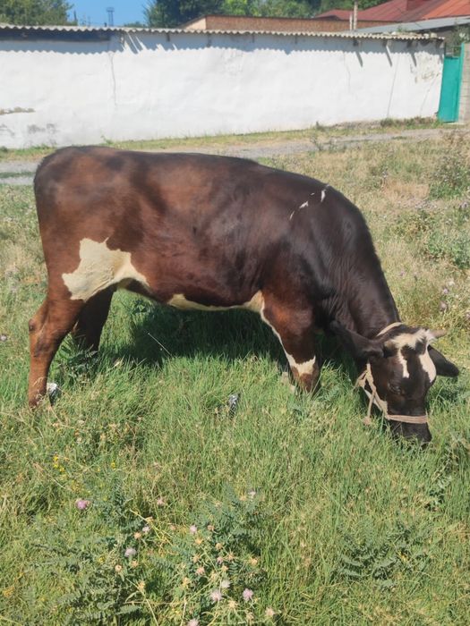 Продаются телята