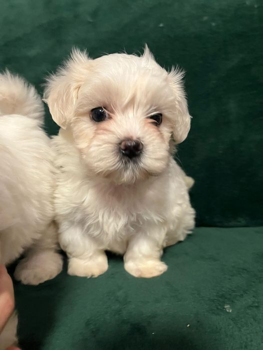 Vand bichon maltez