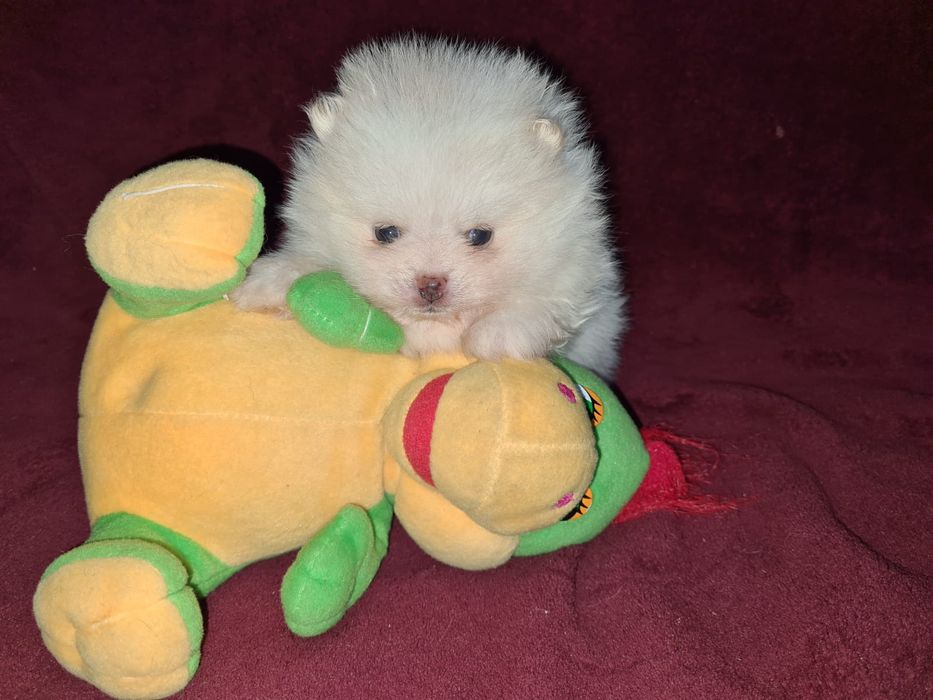 Продам щенков шпица