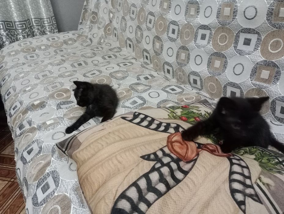 Милые котята мать крыселовка