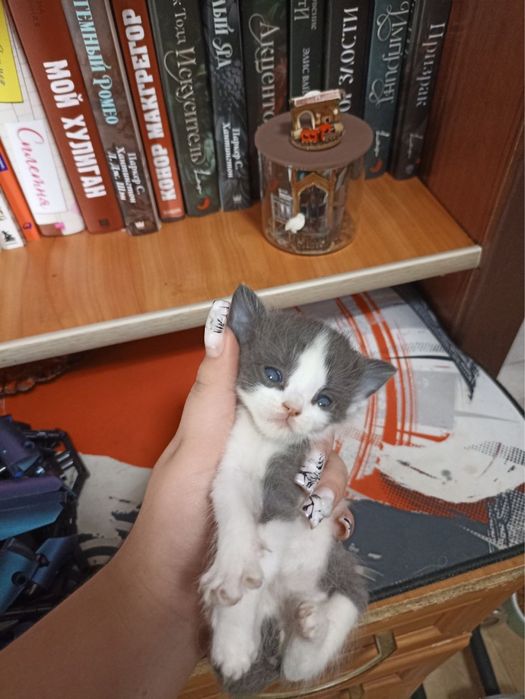 Отдам даром котят