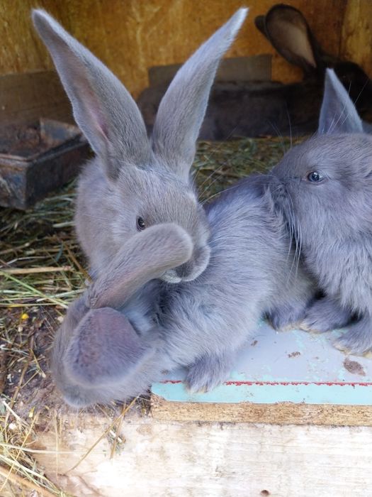 Vând iepuri uriaș albastru german