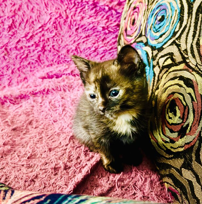 Отдам котят в добрые руки