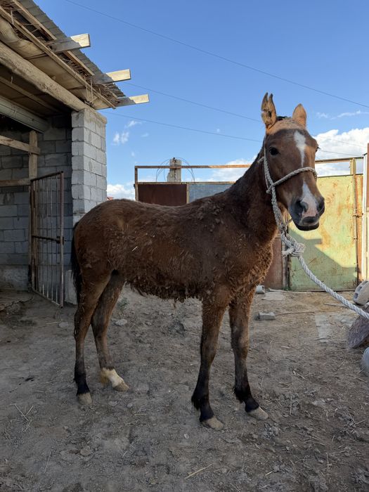 Тай сатылады. Бағымда тұрған                             З