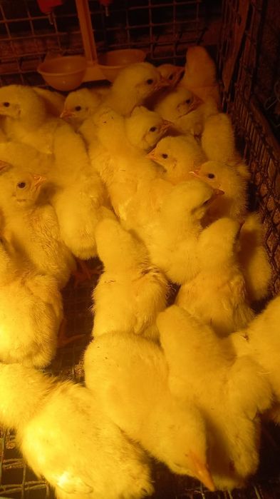 Продам цыплят бройлера