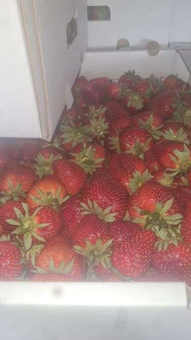 Клубника Оптом.  Клубника.  Құлпынай.