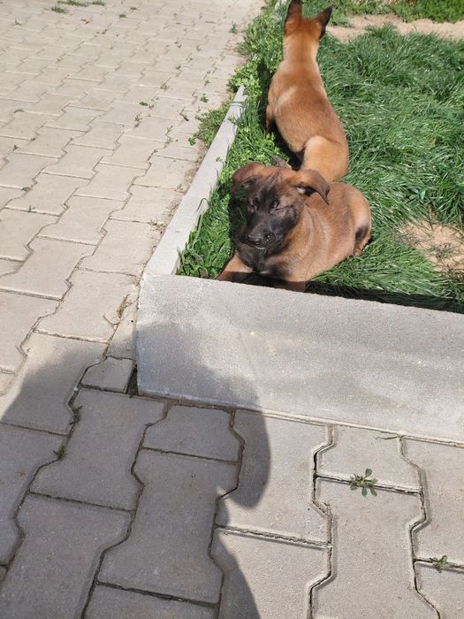 Белгийска овчарка