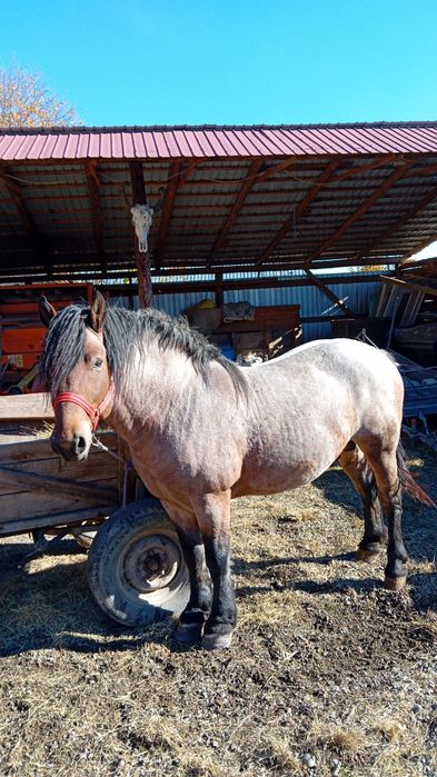 Armasar de vânzare 3 ani