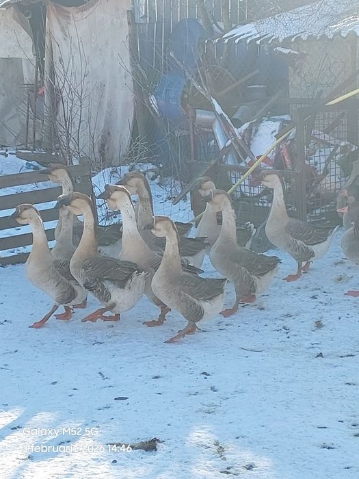 Gâște  africane  de  vânzare