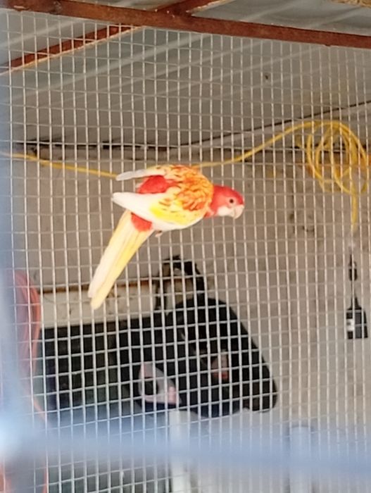 Vând papagali Rosella rubino