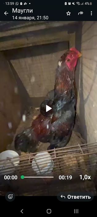 Продам 2 йх даканов