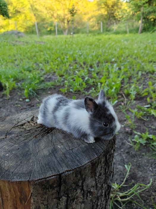 Vând iepuri cap de leu