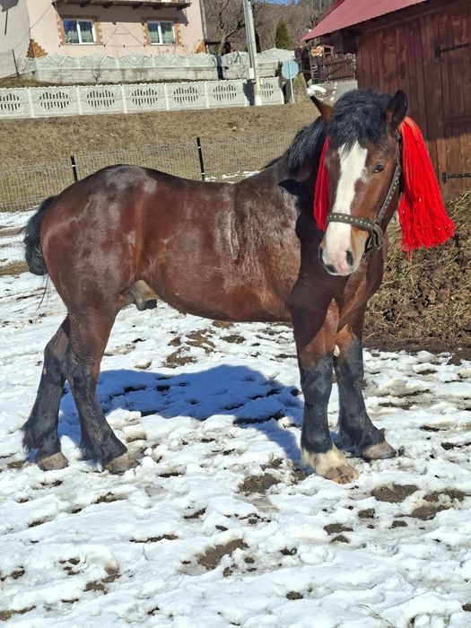 Manz de un an și jumătate