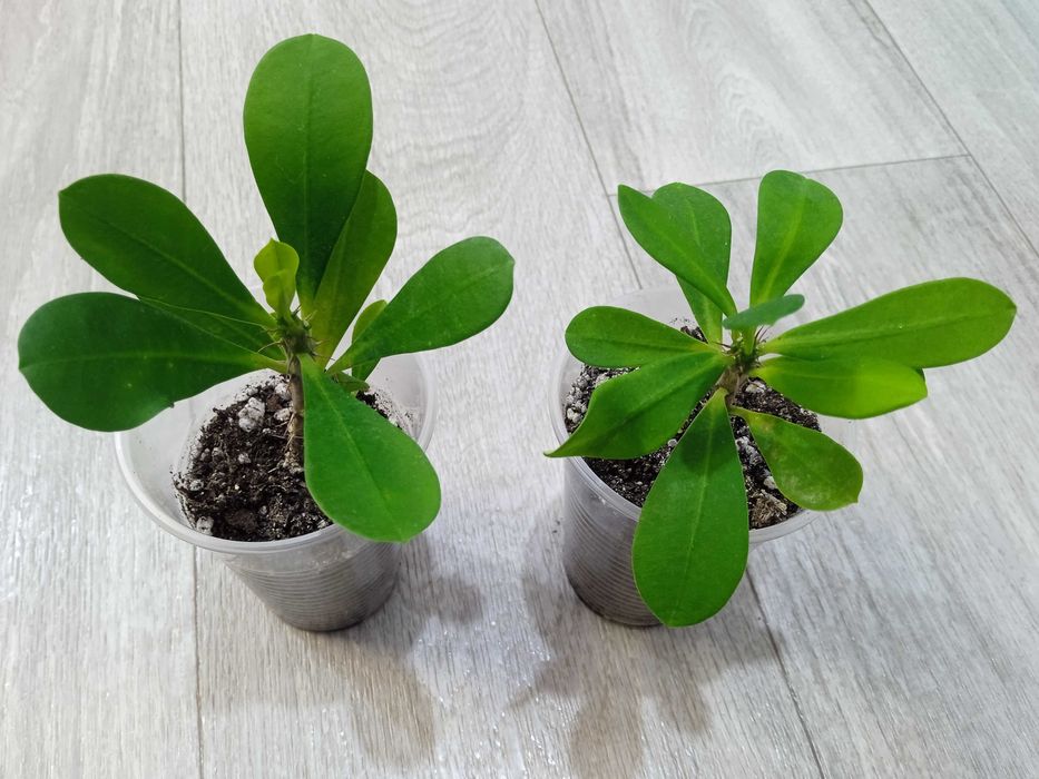 Продажа комнатных растений