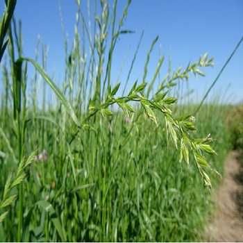 Seminte raigras sau lolium amestec TURBO = crestere rapida, sac 10 kg