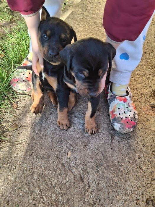 Catelusi Dobermann/ 7 sapt.