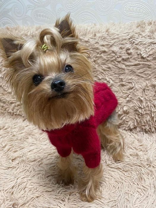 Мини Йорк ждёт невест