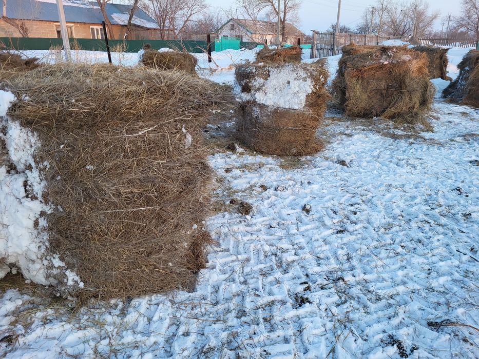 Сено рулон 24 г луговое