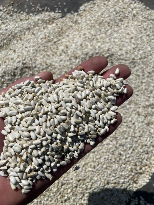 Ячмень.Платный чат!Все корма .