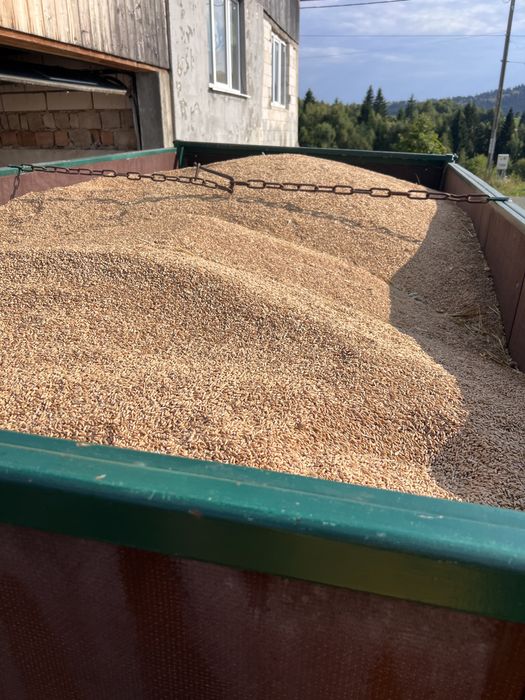 Triticale grau de vanzare