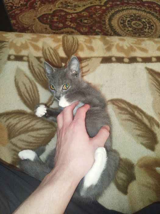 Продам котёнка (метис)