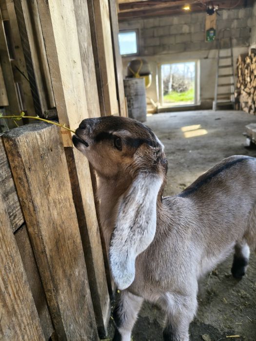 Anglo Nubian vând sau schimb