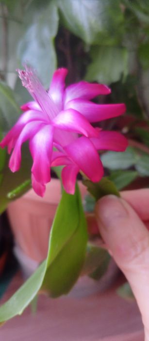 Продам кактус декабрист