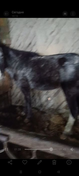 Продам жеребят годовалых.