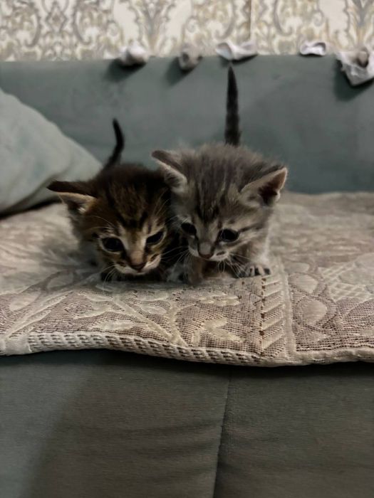 Отдам котят в добрые руки