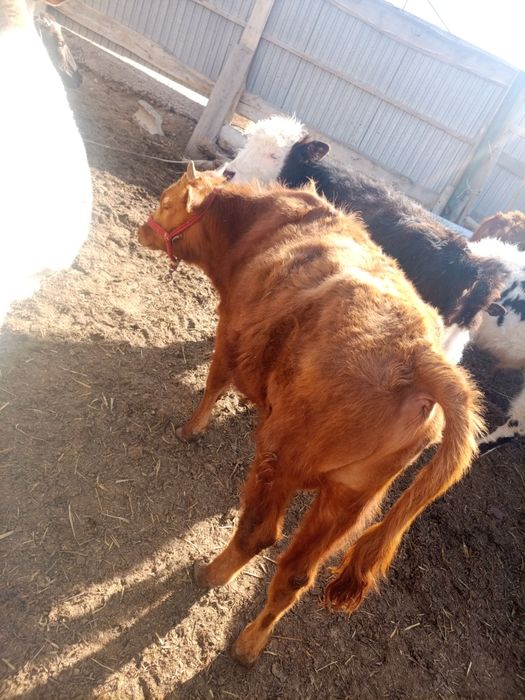 Баспактар бар еркек