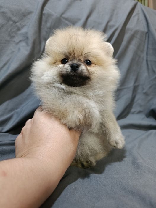 Щенки шпица мини