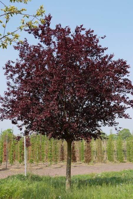 Prunus nigra / corcodus rosu