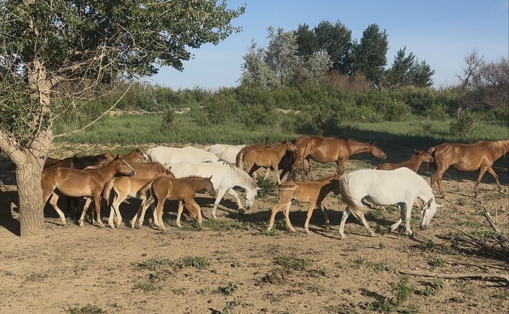 Үйір жылқы буаз биелер сатылады