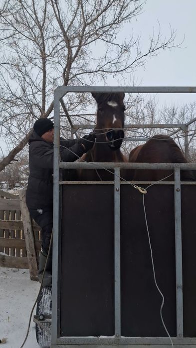 Продам коневоз на 2головы