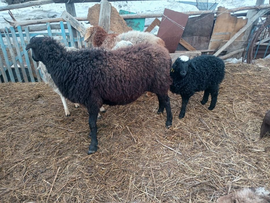 Продам бараны и овцы.