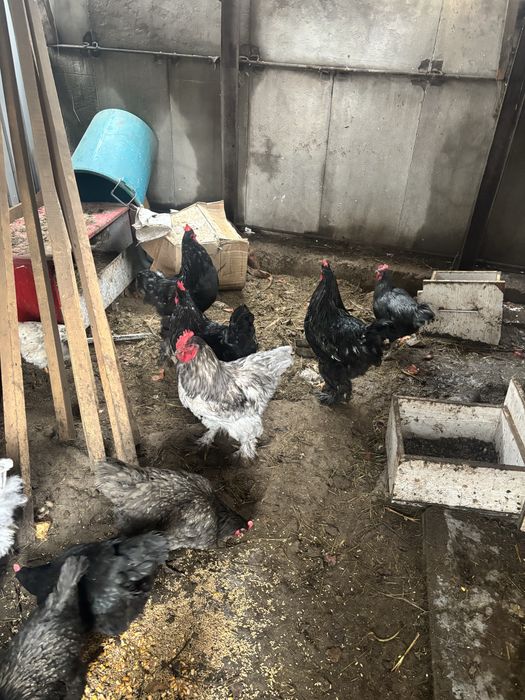 Продам петухов кохинхин варианты обмена