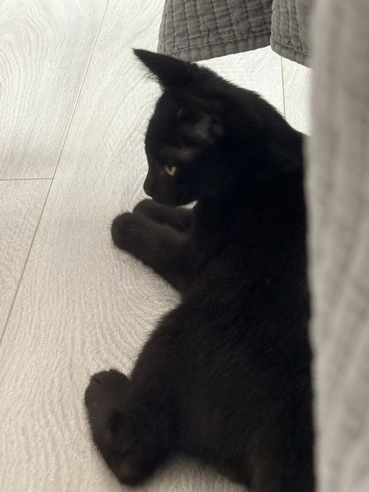 Котенок в добрые руки