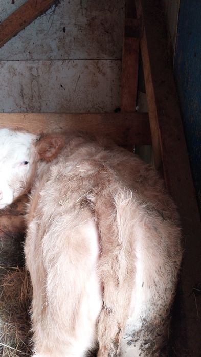 Vând șase viței încărcați