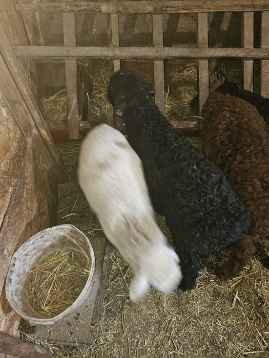 Продам ягнят гисаров