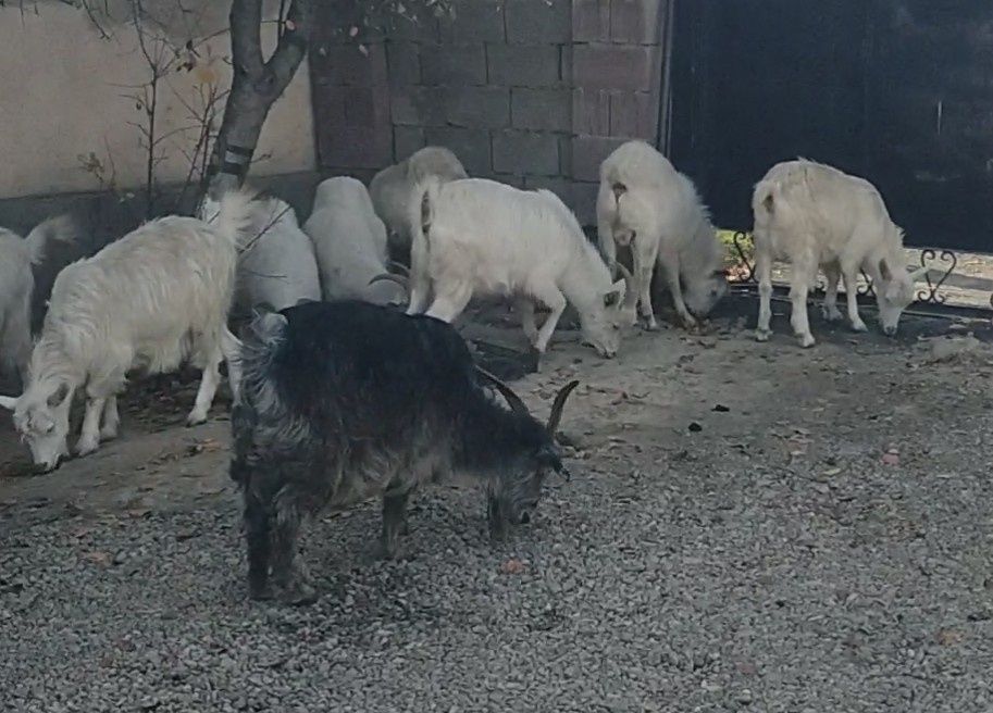 Ешкі қойлар сатыдады