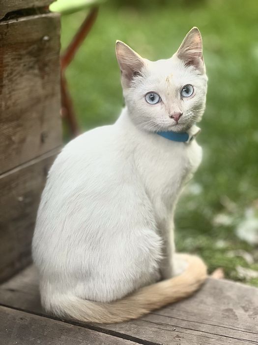 Отдадим котика в добрые руки