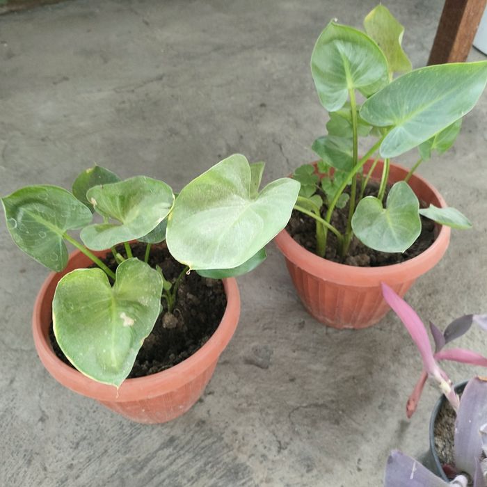 Цветочная Планета комнатные цветы