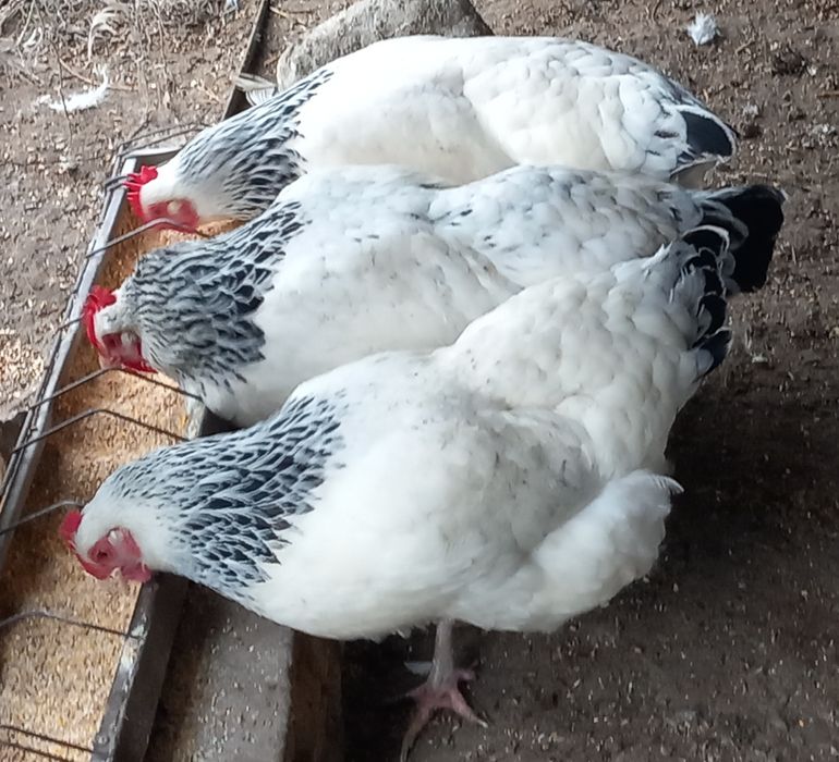 Ouă incubat sussex herminat deschis