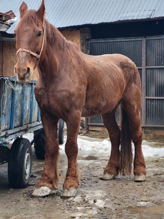 Cal castrat mare 190cm inaltime