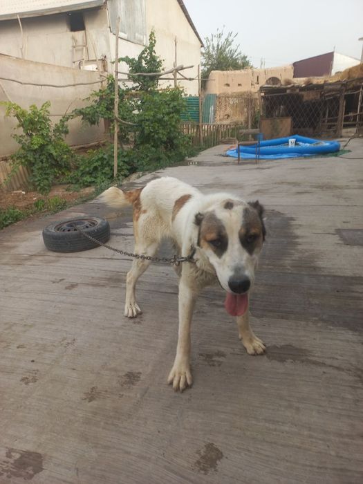 Алабай хакикий сотилади