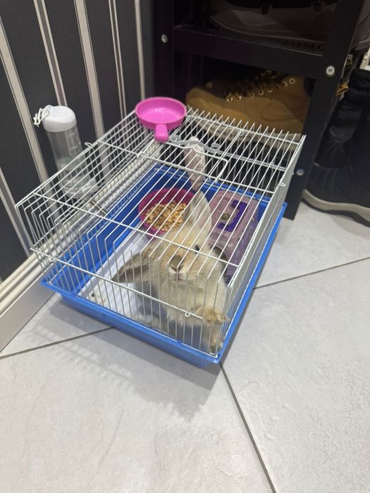 Кролик Декоративный