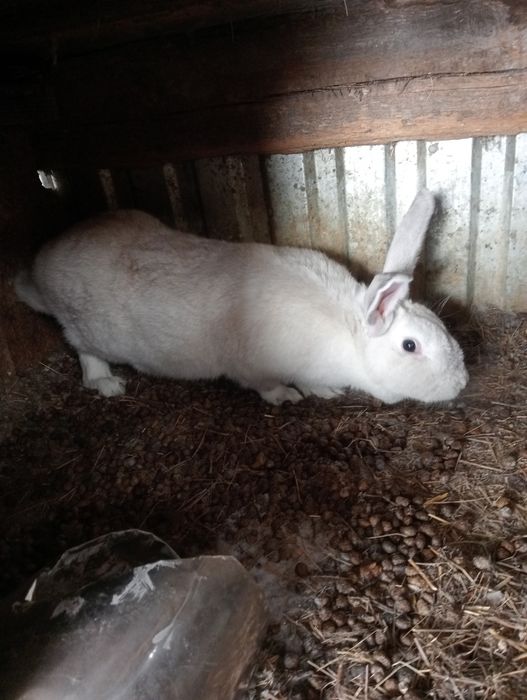 Кролики продаются, от 2.т.тенге