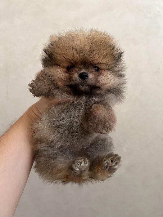 Бронь щенков шпица померанского типа