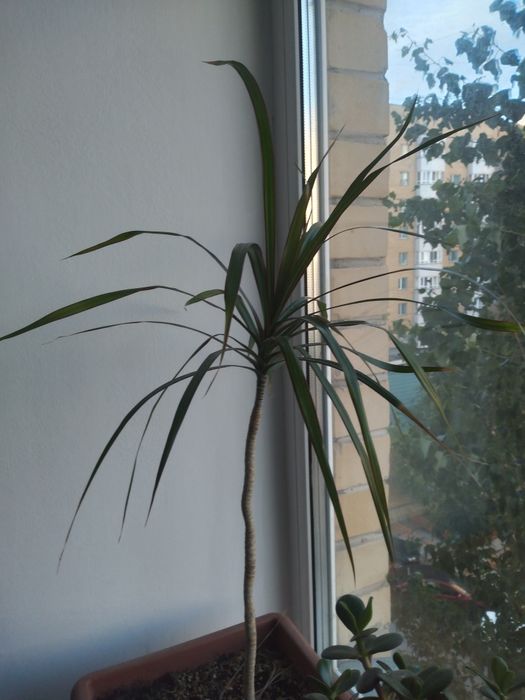 Продам комнатные цветы